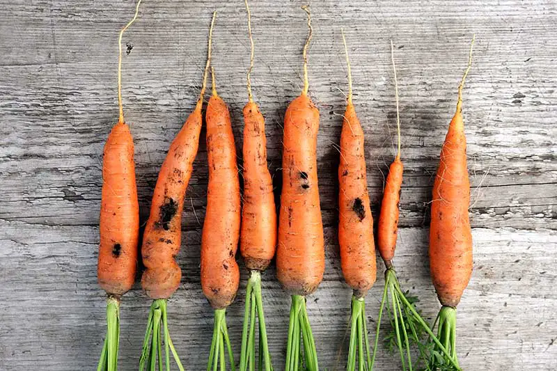 Vegane Kost führt zu Nährstoffmangel